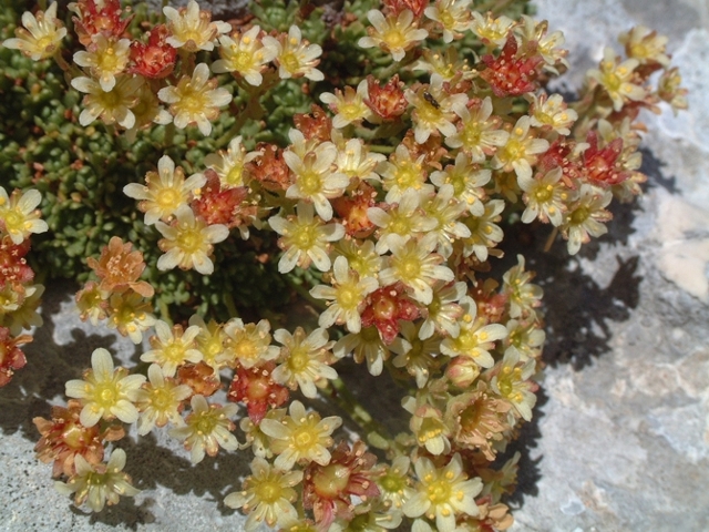 Saxifraga exarata subsp. ampullacea /  Sassifraga del Gran Sasso